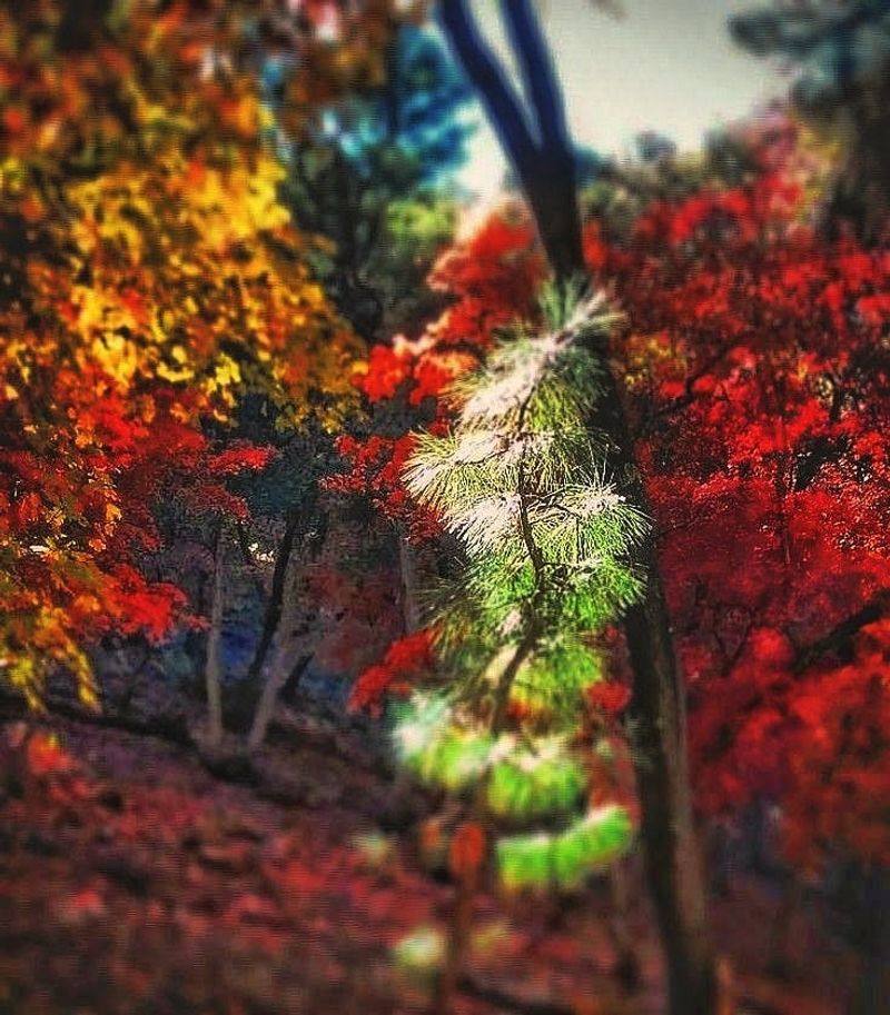 Ramsey Canyon Preserve: A Hummingbird Lover's Dream