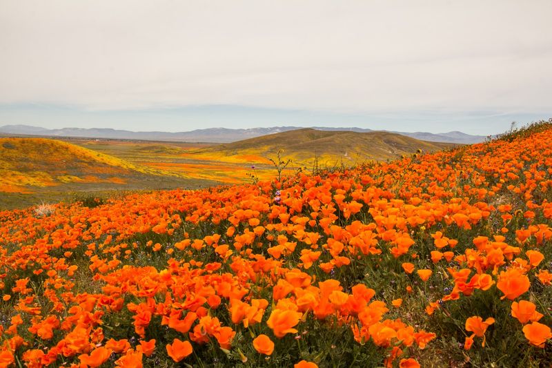 Wildlife Encounters That Add a Fun Surprise to Every Visit