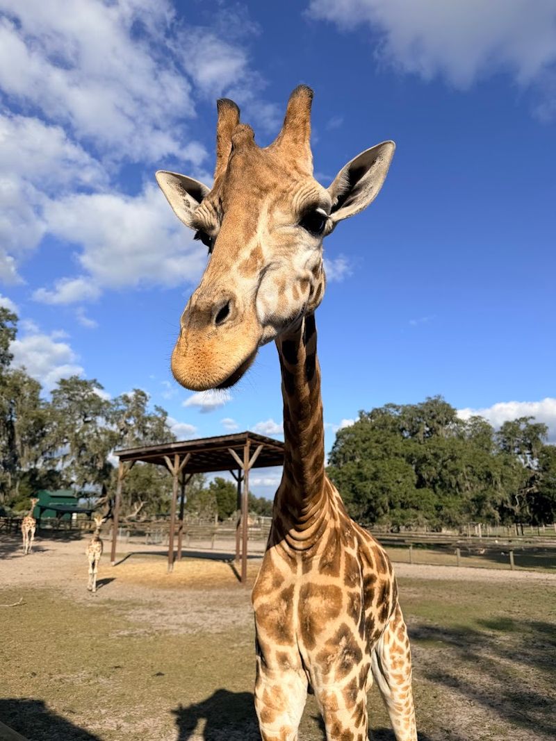 This Small Giraffe Ranch In Florida Is A Unique Way To See African Animals 8 A Hidden Gem in Dade City, Florida