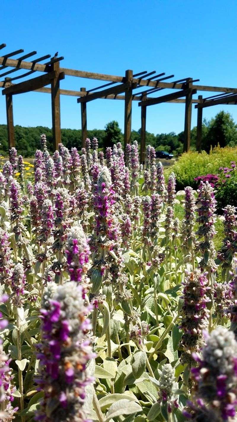Bees, Lavender, and a Living Ecosystem