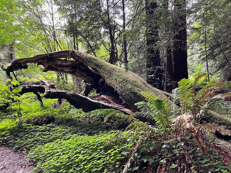 Fallen Giants and the Stories They Tell