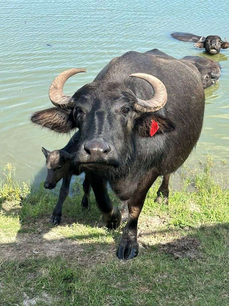 Asian Water Buffalo Up Close