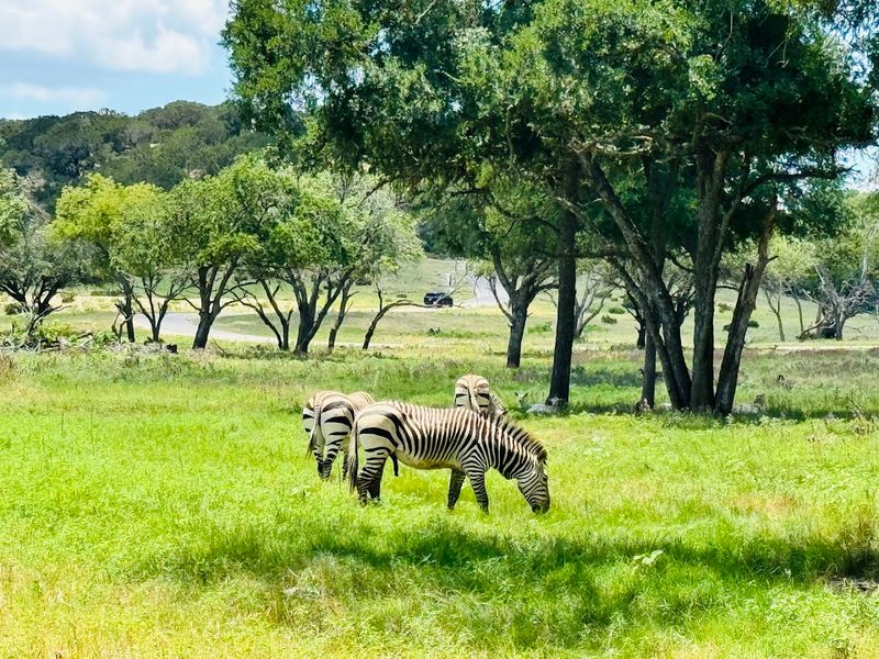 Baby Animals That Steal the Show