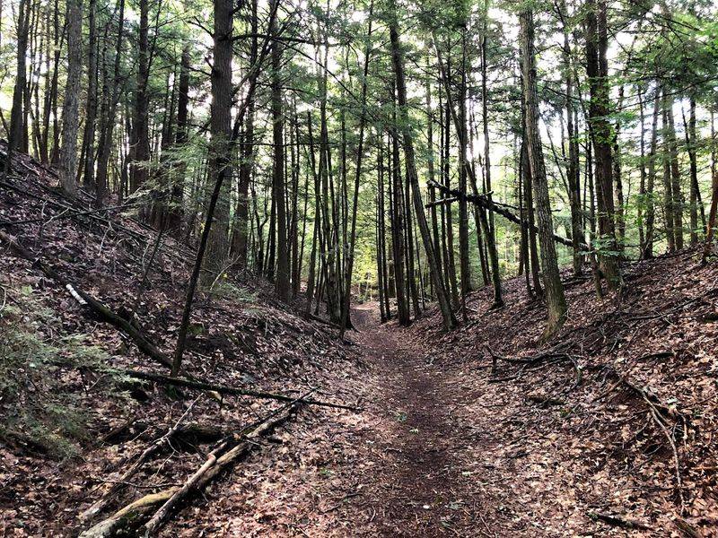 Sand Dune Hiking Trails Through the Woodland
