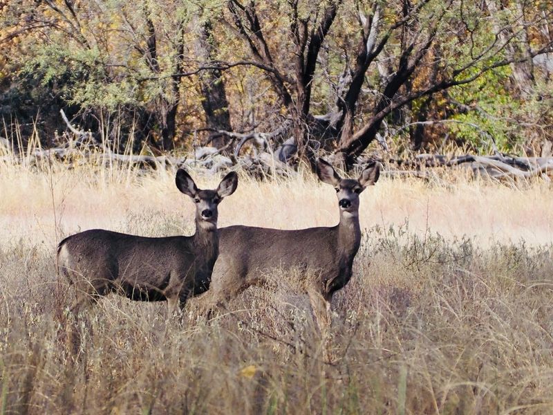 Wildlife Watching Opportunities Around Every Bend