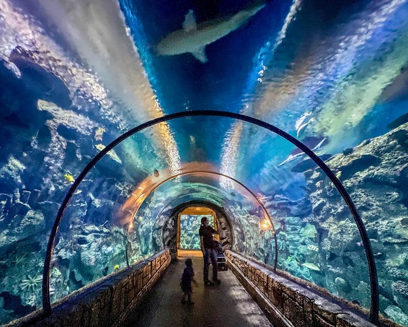 Shark Reef Aquarium at Mandalay Bay - Las Vegas, Nevada