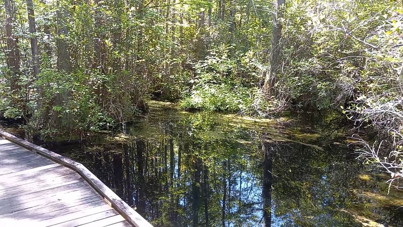 Boardwalk Trail Through the Black Water Swamp