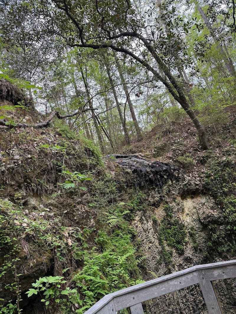 The Boardwalk Trail Through Lush Subtropical Forest