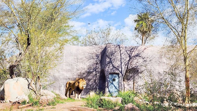 Lion and Big Cat Exhibits