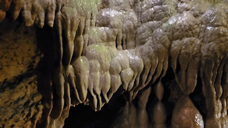 Bat Sightings That Make the Cave Feel Wild and Alive