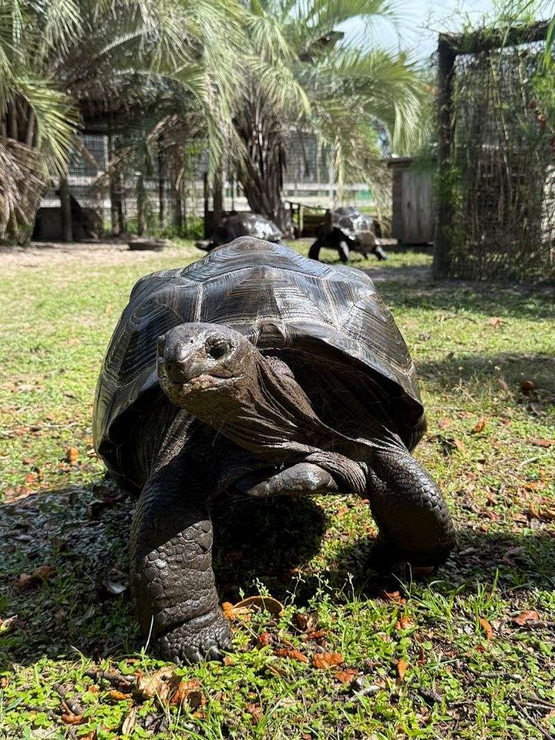This Small Giraffe Ranch In Florida Is A Unique Way To See African Animals 13 Tortoise Encounters After the Tour
