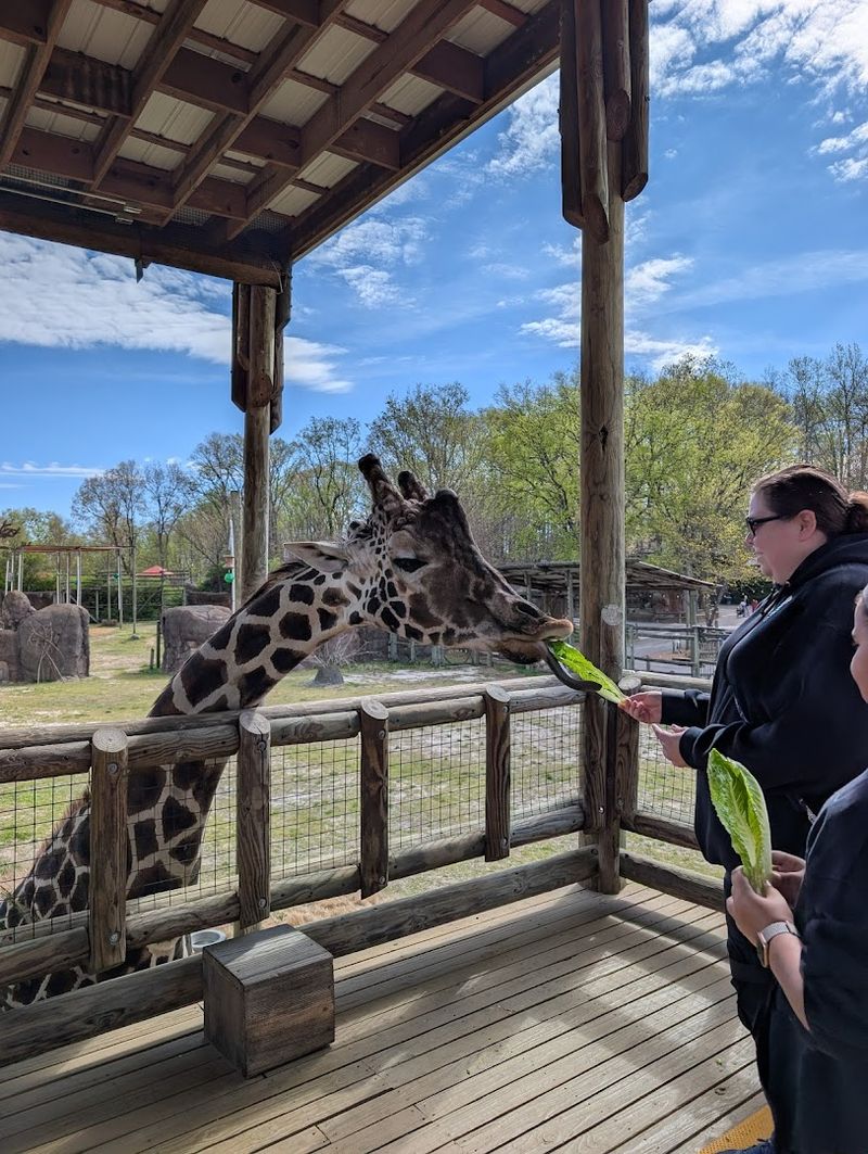 Giraffe Feeding Sessions That Bring Pure Joy