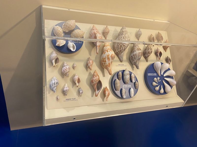 The Museum's Junoinia Collection: Sanibel's Most Prized Shell