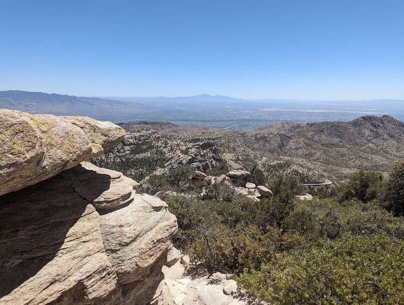 Wildlife Encounters You Would Not Expect in the Desert