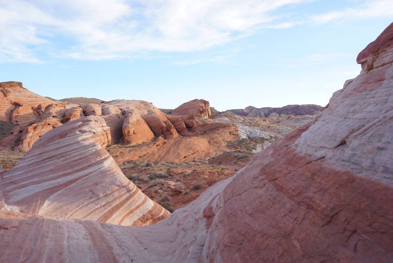 Petrified Wood That Tells a 225-Million-Year-Old Story