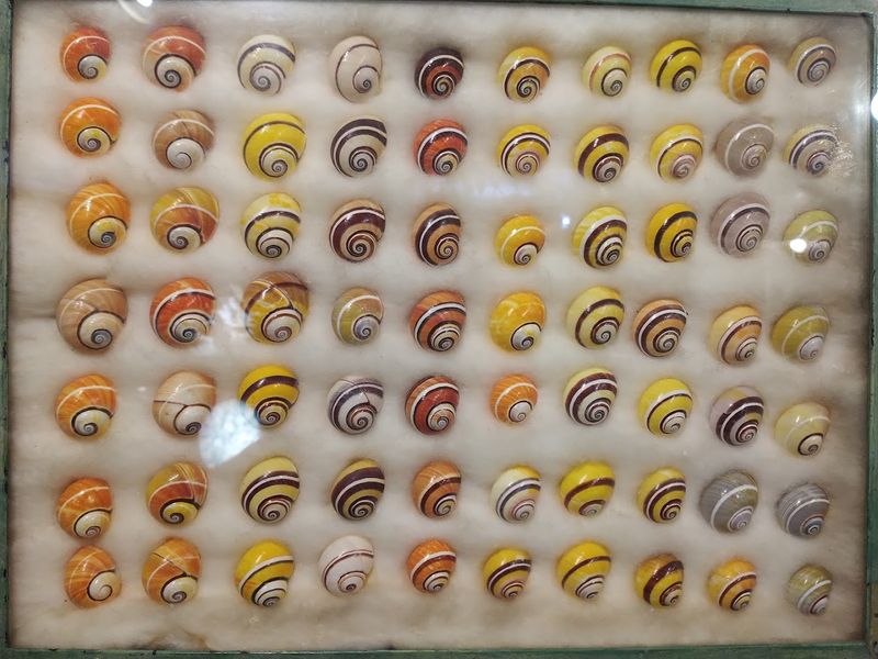 The Cuban Polymita Display: Nature's Most Colorful Shells