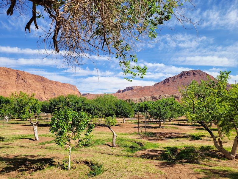 The Living Fruit Orchard