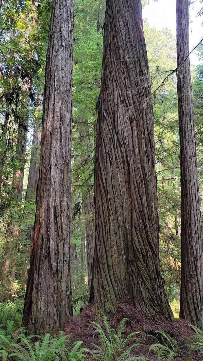 The Sensory Magic of the Redwood Forest: Air, Sound, and Light