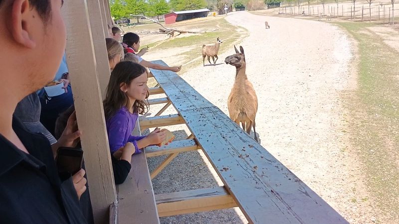Llamas, Alpacas, and the Spit Nobody Talks About Enough