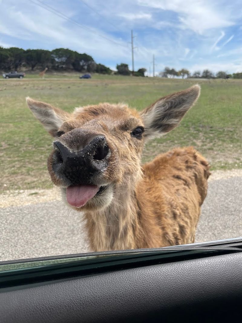 Animals That Approach Your Car on Their Own
