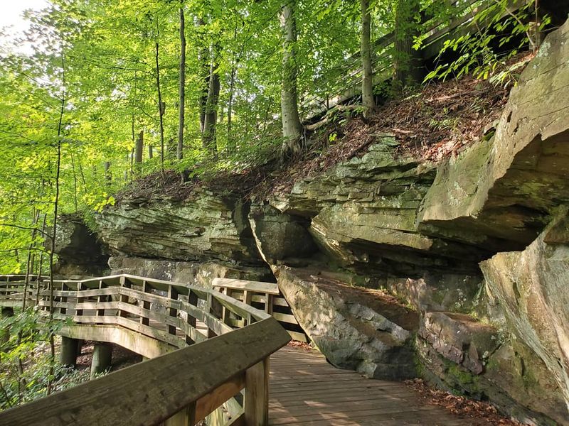 Forest Canopy: Walking Beneath a Living Ceiling