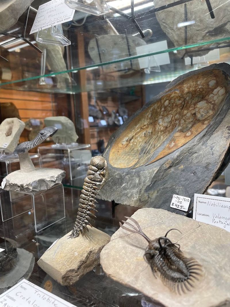 Fossils for Sale That Rival Museum Collections
