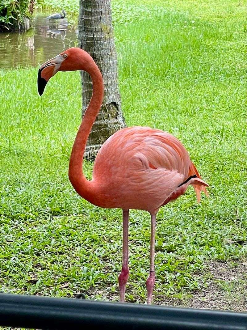 Flamingos and Exotic Bird Exhibits
