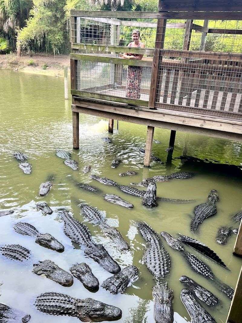 Alligator Shows and Gator Park