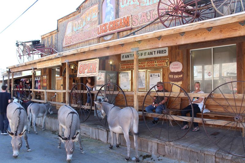 The Wild Burros of Oatman