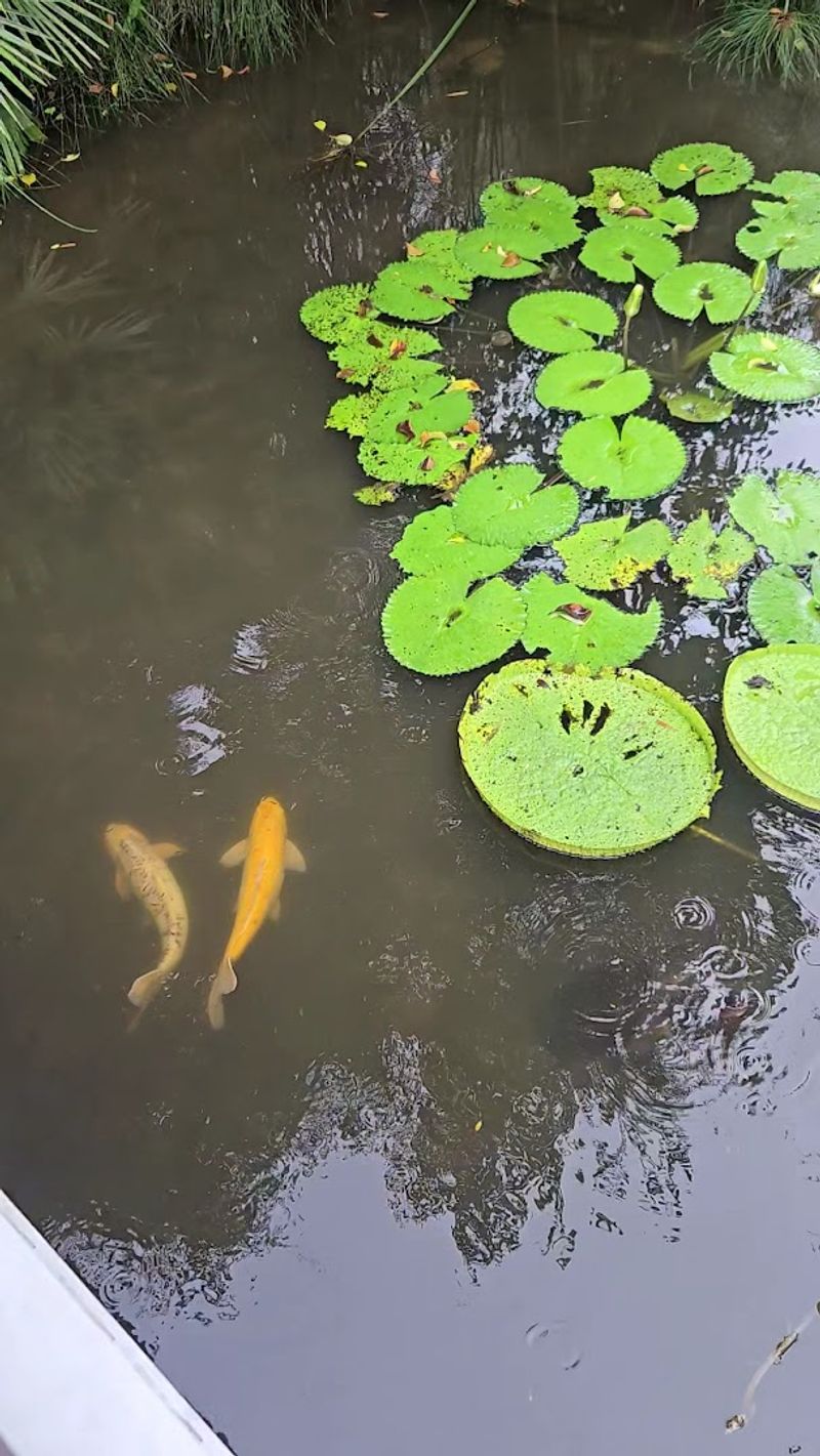 Butterflies, Bees, and Wildlife Galore