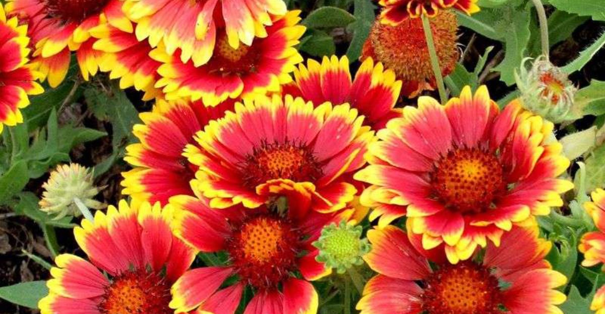 These Are The 7 Best Perennials For Florida Gardens That Can Handle Brutal Sun