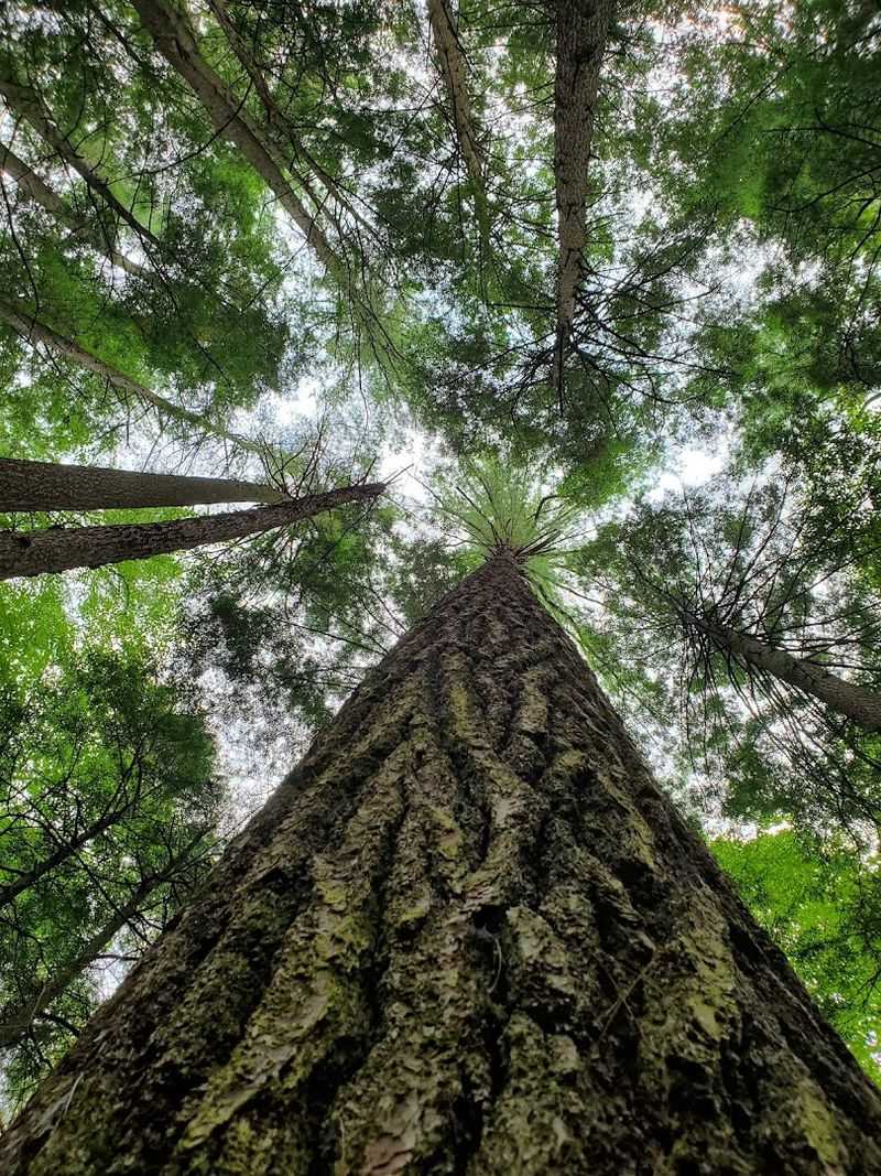 Ancient Hemlock Trees That Take Your Breath Away