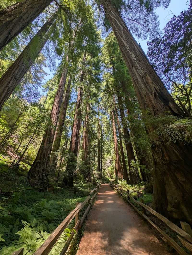 The Ancient Redwood Giants That Redefine 
