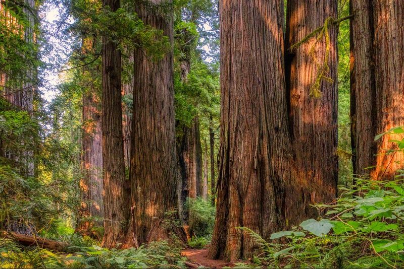 The Ancient Redwood Groves That Make You Feel Tiny