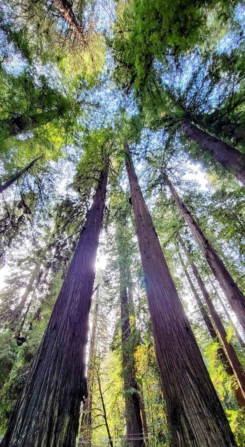 This 31-mile California drive feels like stepping into another world 2 The Ancient Redwood Canopy Overhead