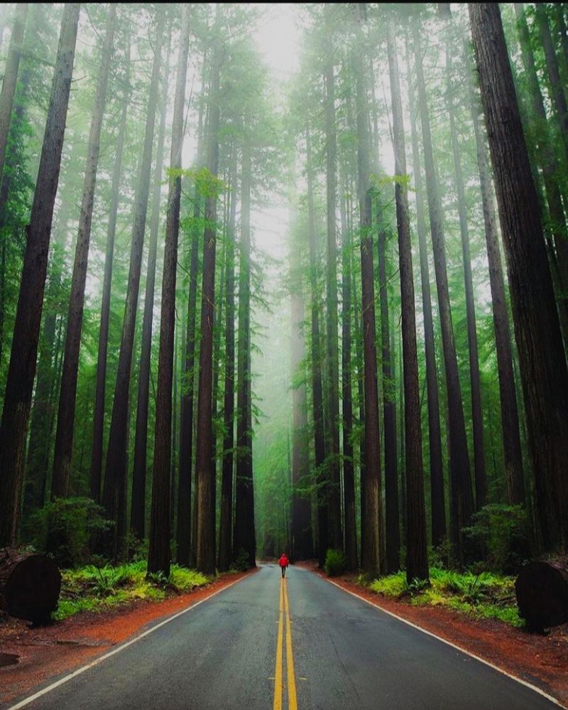 The Ancient Redwood Canopy Overhead