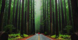 This 31-mile California highway is so scenic, it looks like it belongs in a storybook