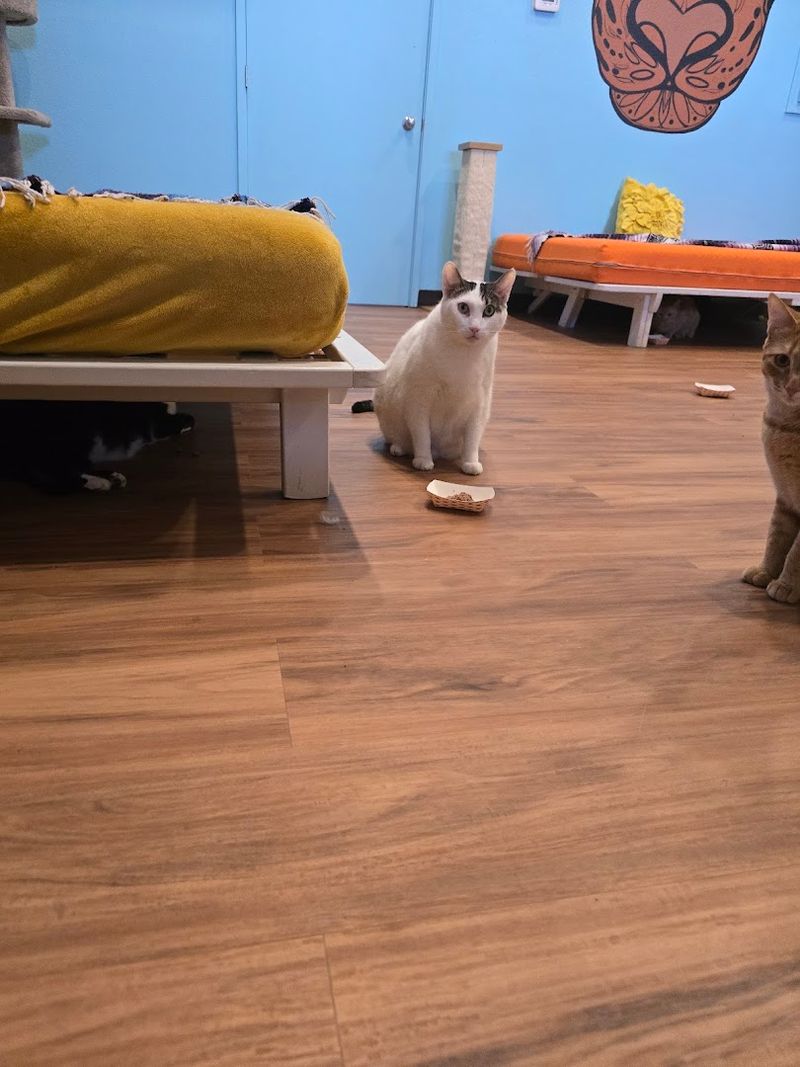 This Arizona Cat Cafe Has Become The Kind Of Wholesome Hidden Gem Animal Lovers Can't Stop Talking About 2 A Three-Story Cat Kingdom Unlike Anything You Have Seen