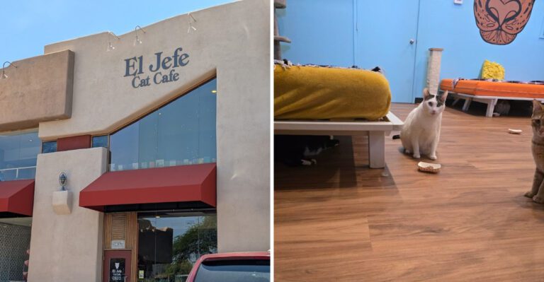 This Arizona Cat Cafe Has Become The Kind Of Wholesome Hidden Gem Animal Lovers Can’t Stop Talking About