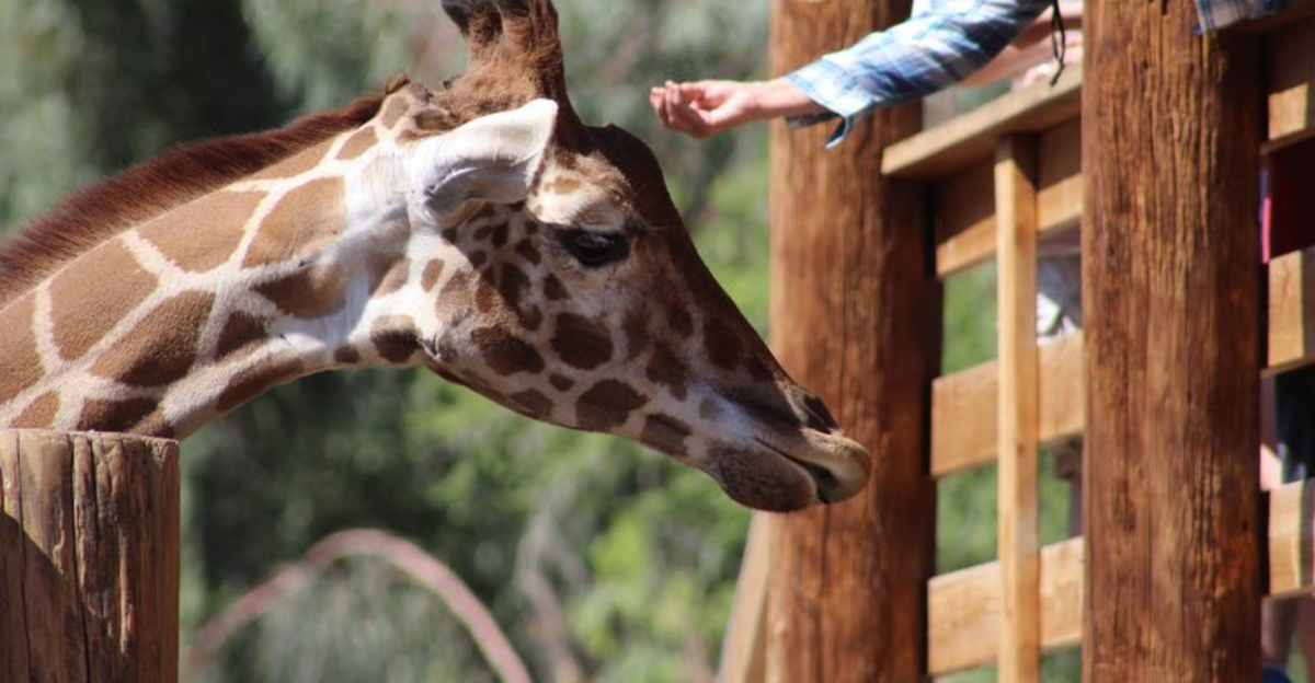 This Arizona wildlife park lets you get closer to exotic animals than most traditional zoos ever allow
