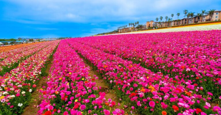 This California Flower Field Spans 50 Acres And Looks Like A Monet Painting