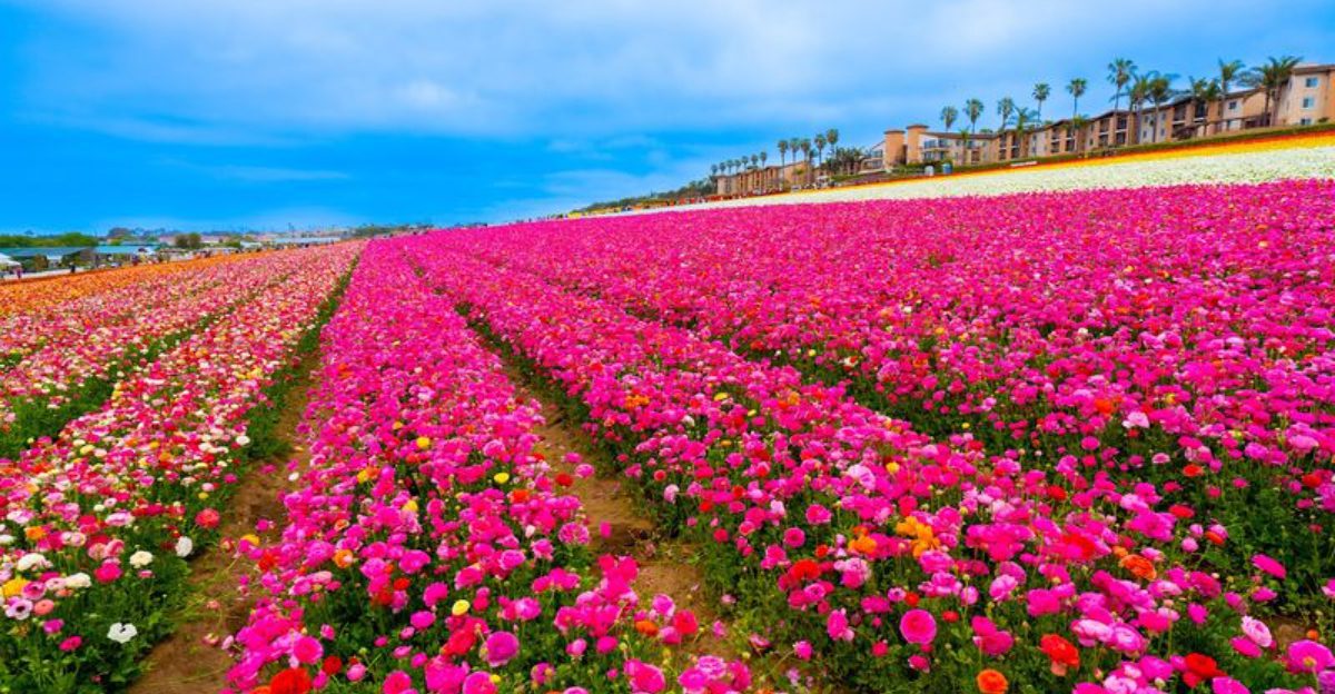 This California Flower Field Spans 50 Acres And Looks Like A Monet Painting