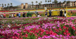 This California flower field draws visitors from all over the state