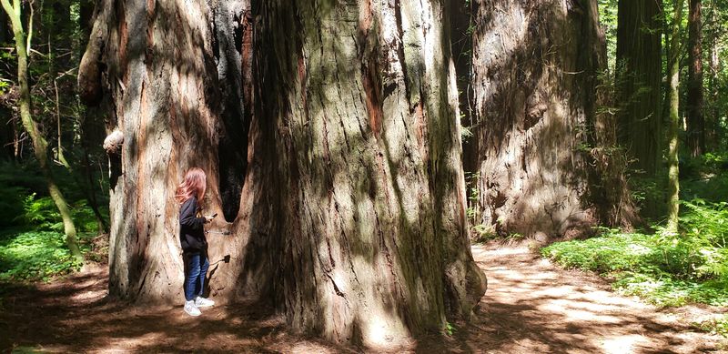 Ancient Redwood Giants That Dwarf Everything Around Them