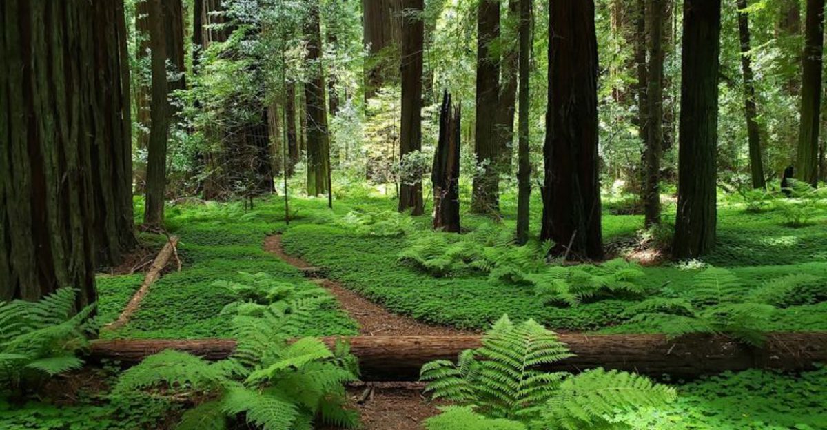 This California trail has a Tolkien like charm that feels straight out of Middle earth