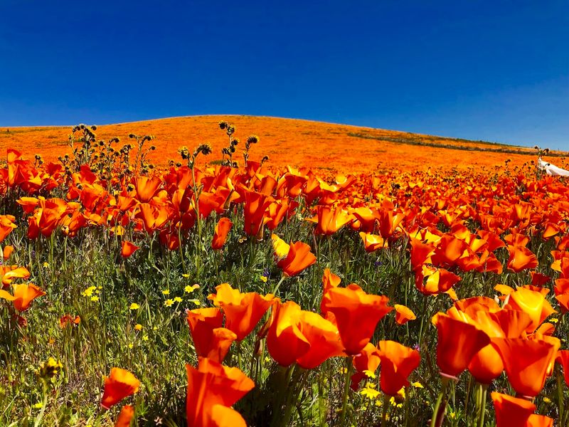 The California Poppy Bloom That Stops You in Your Tracks