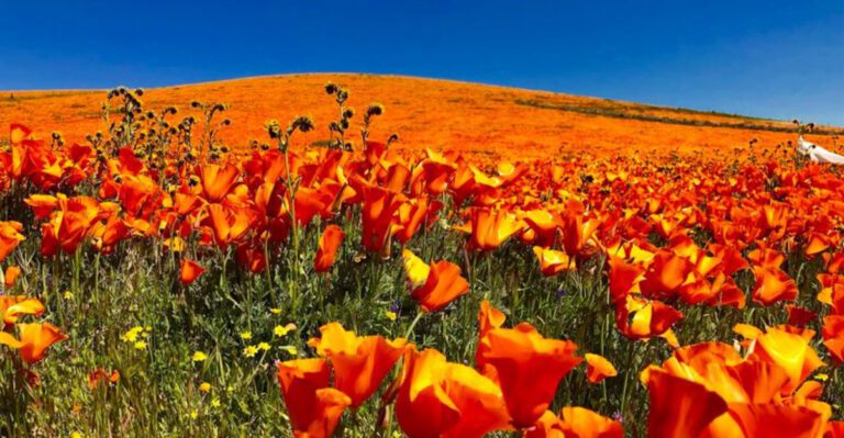 This California wildflower reserve is so beautiful, it resembles a Monet painting