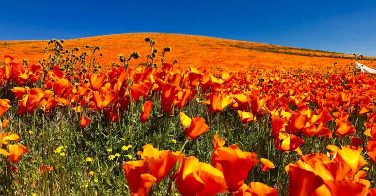This California wildflower reserve is so beautiful it resembles a Monet painting