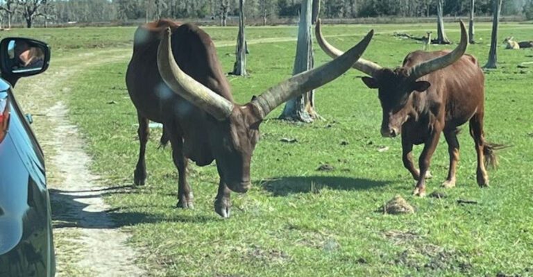 This Drive-Thru Safari In Florida Is An Epic Experience Few People Know About