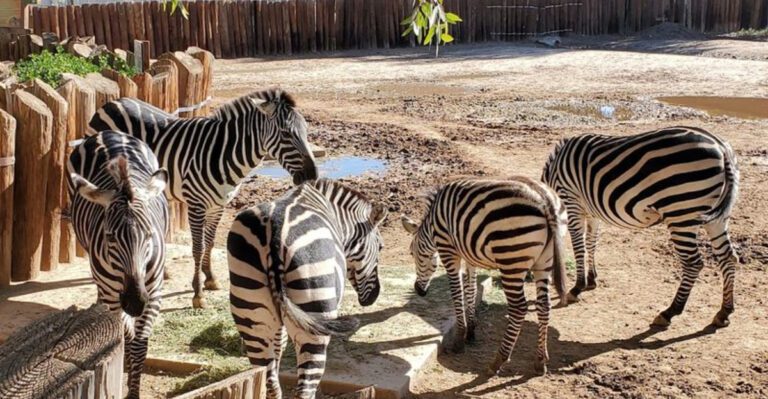 This Drive-Thru Safari Park In Arizona Lets You See Exotic Animals Up Close